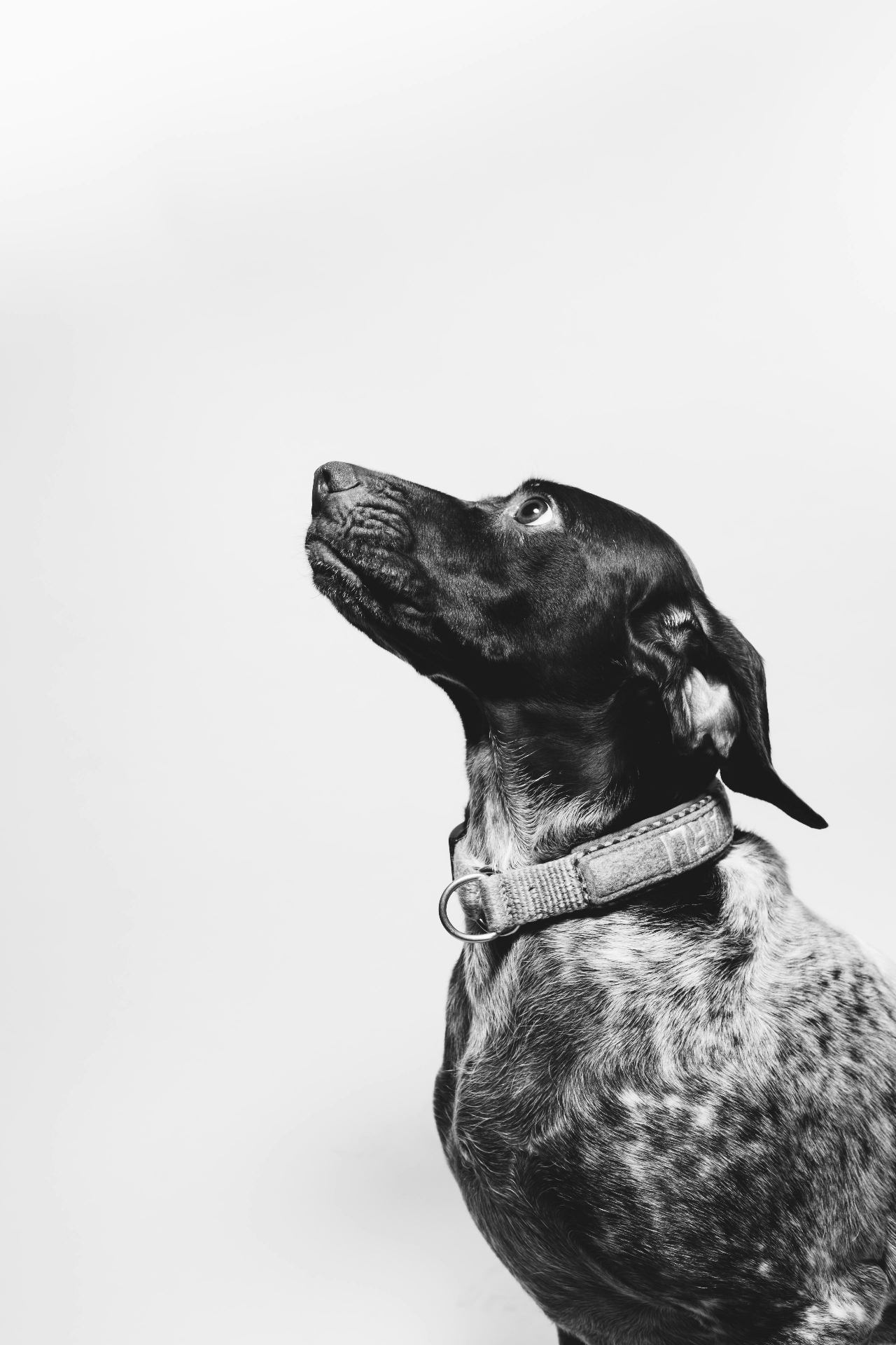 Colored dog portrait