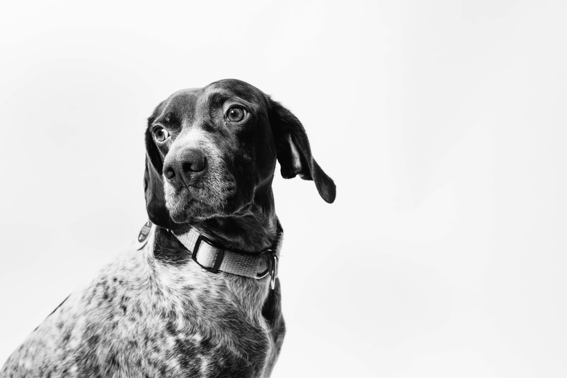 Black and white dog portrait